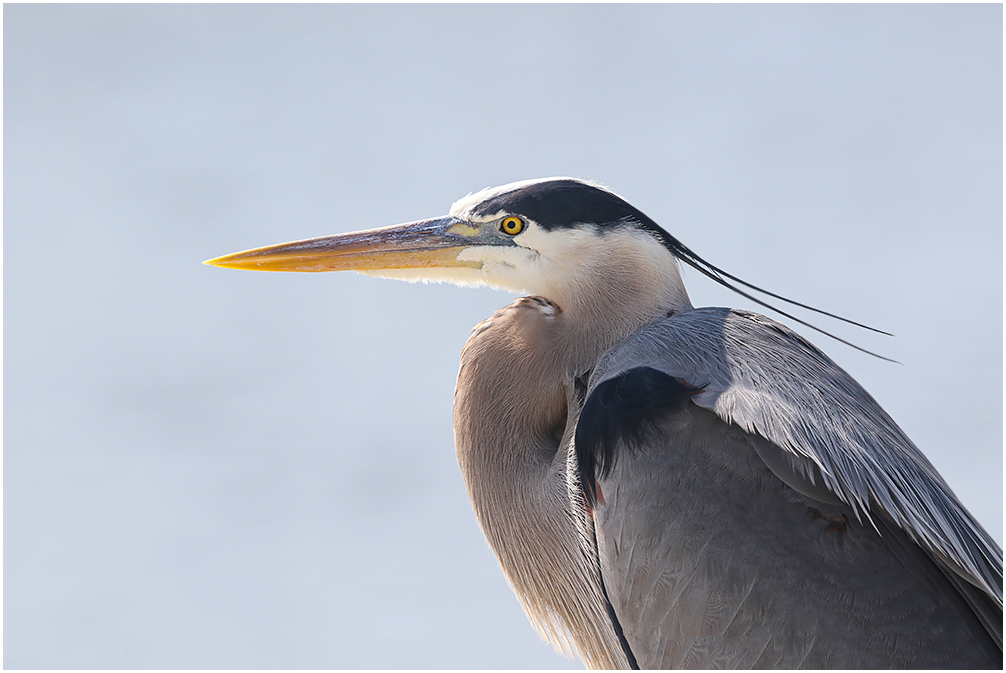 Great Blue Portrait