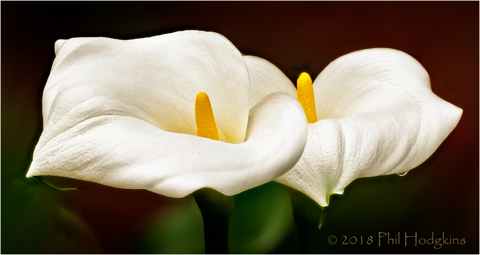 Two Calla Lilies