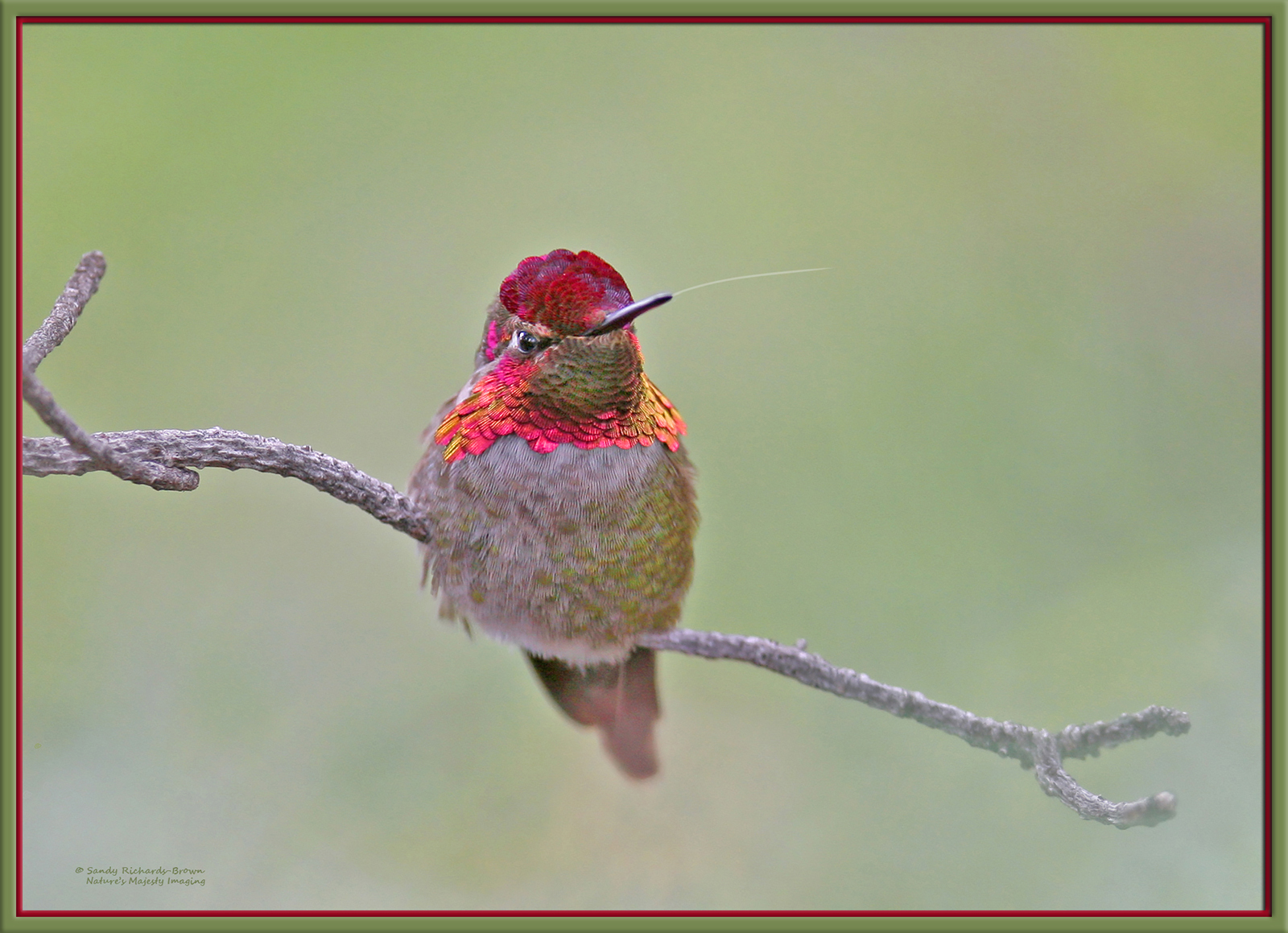 Misty Jewel