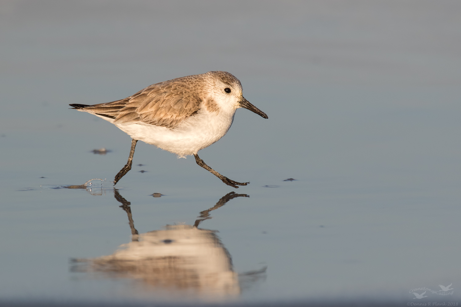 Another Sanderling