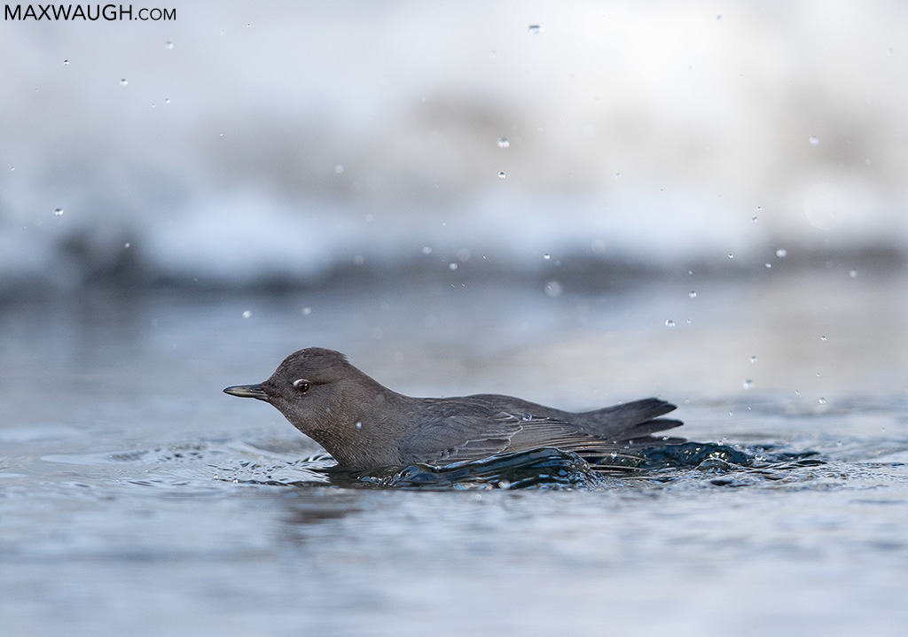 American Dipper
