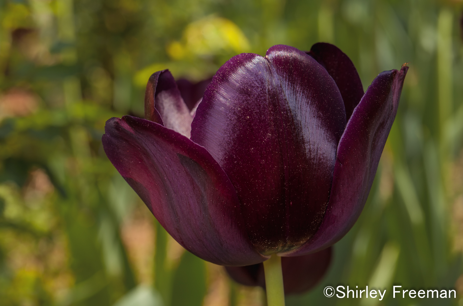 Deep Purple Tulip/REPOST