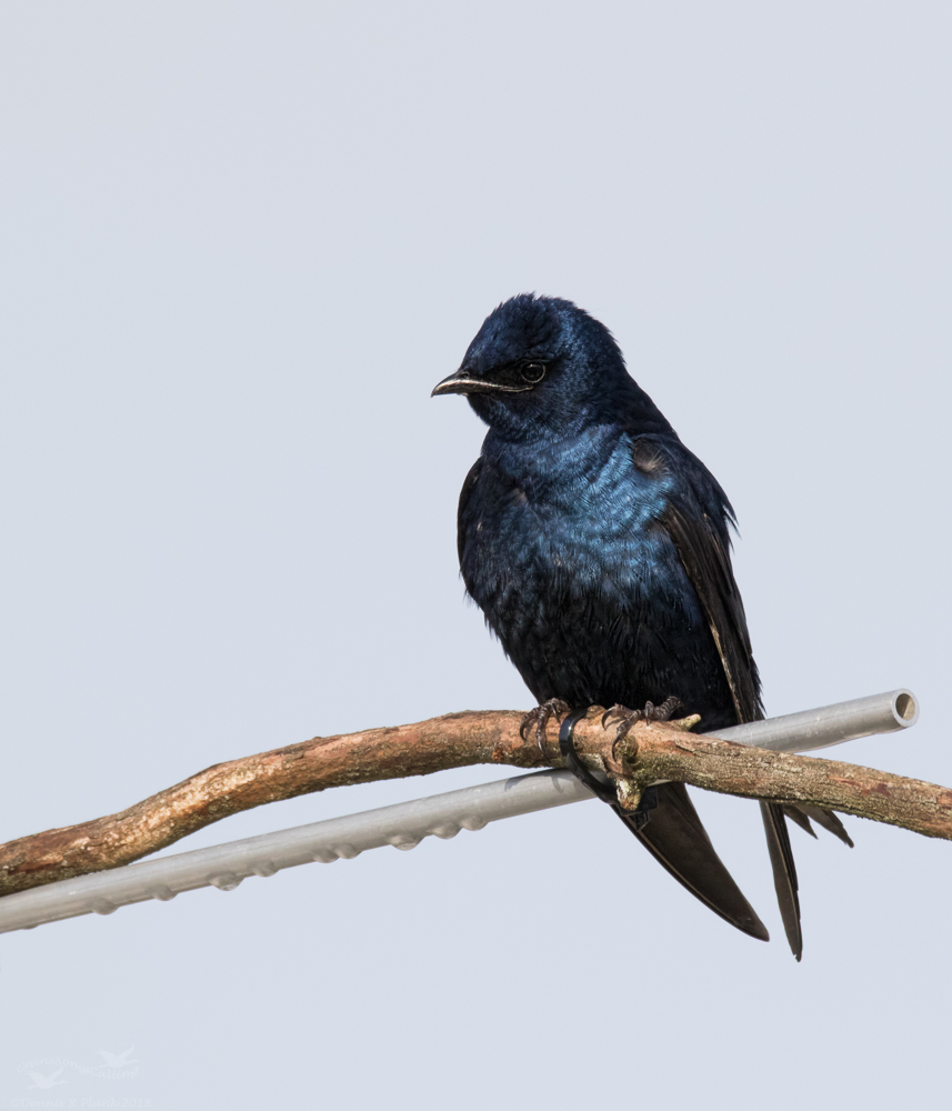 Purple Martin