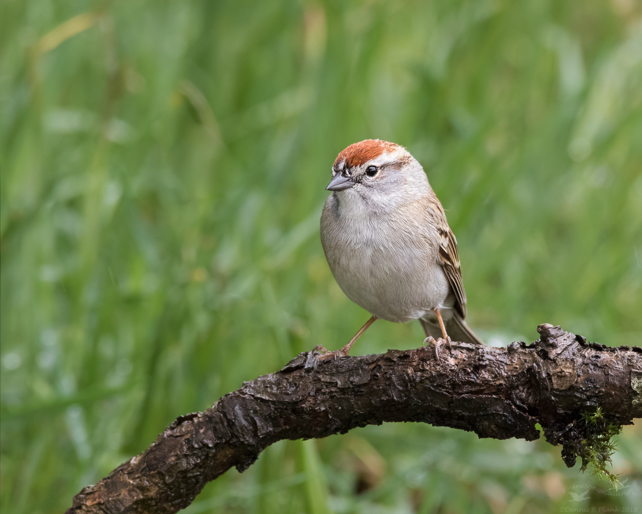 Chipping Sparrow
