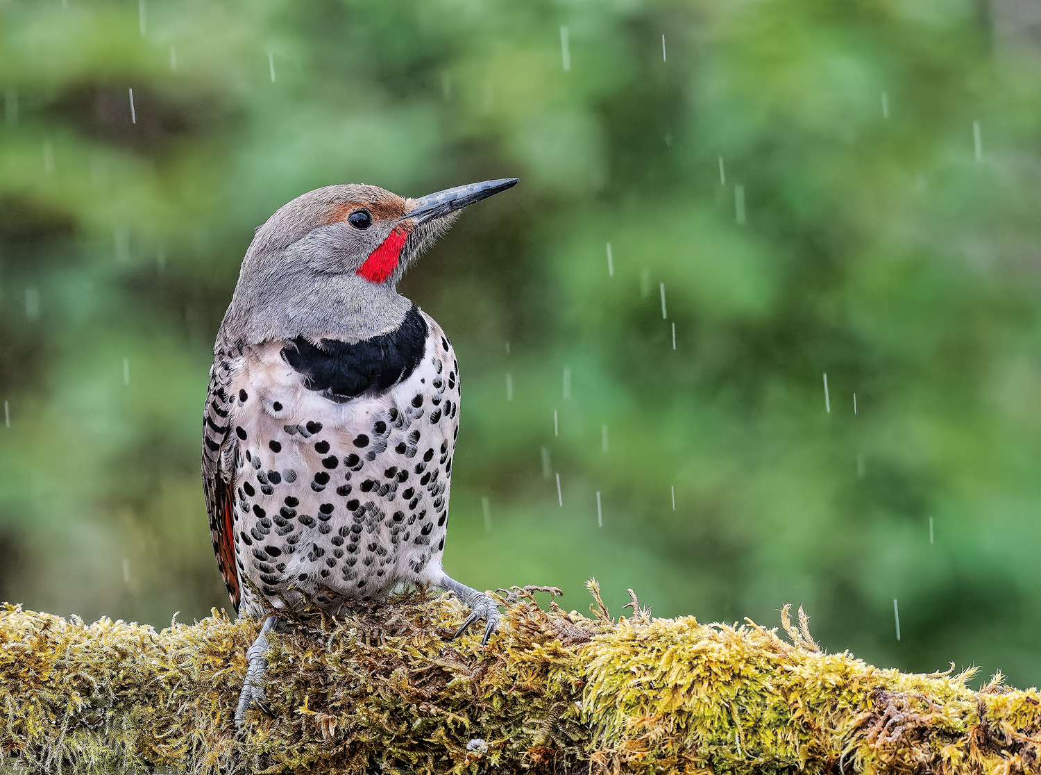 Rainy Northern Flicker