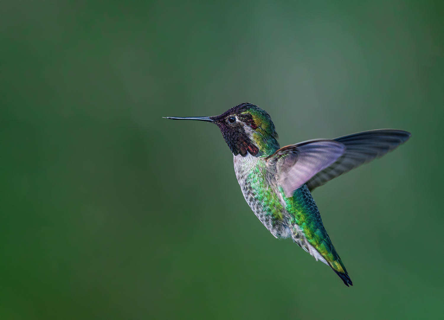 Green HB