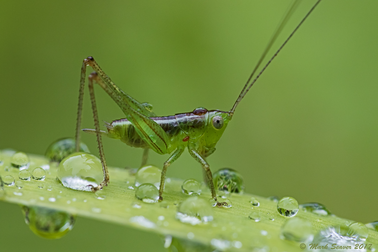 Katydid Nymph