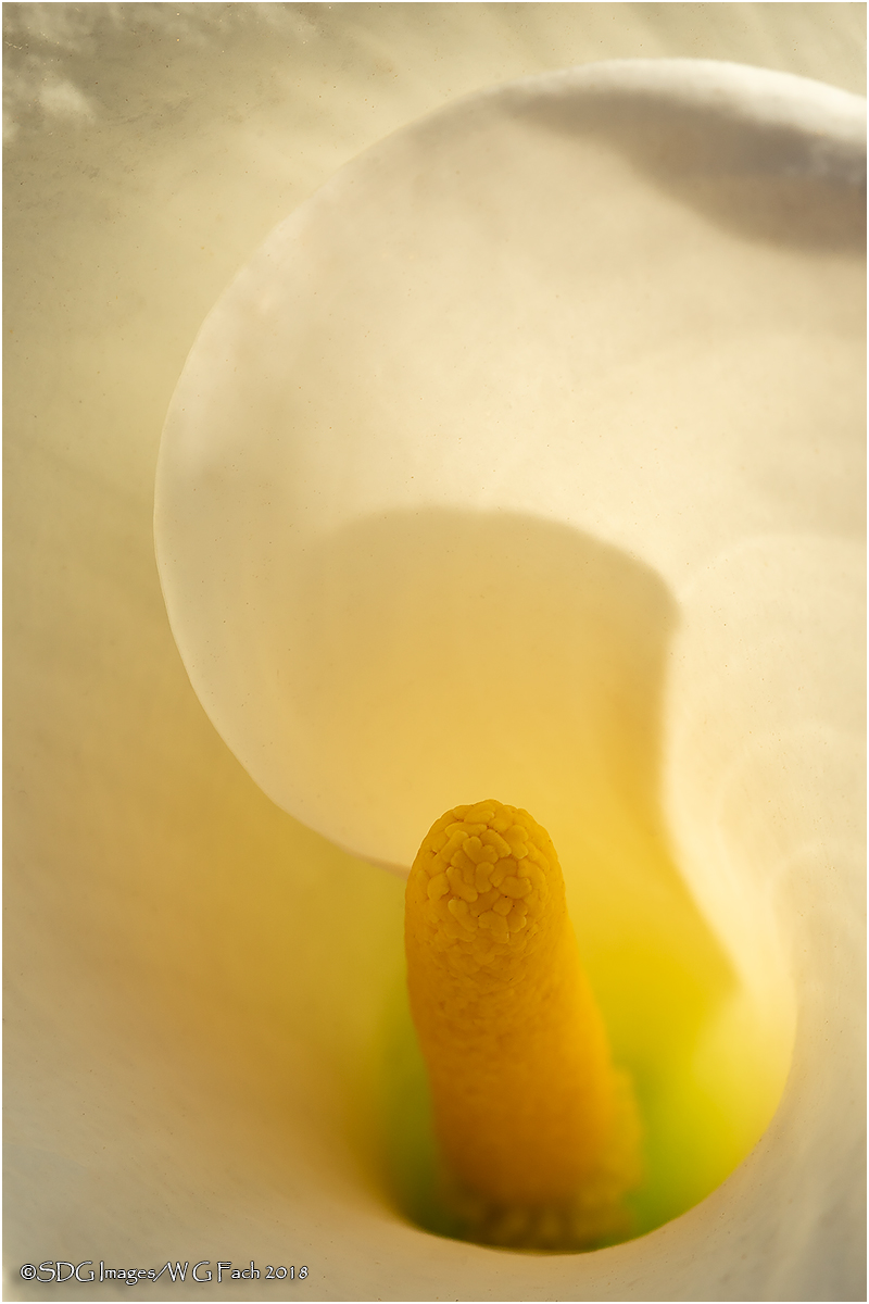 Calla Glow