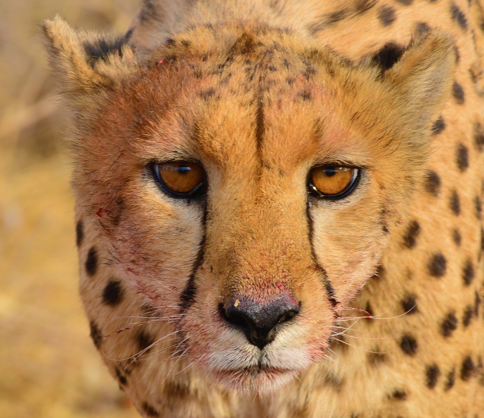 Namibian Cheetah