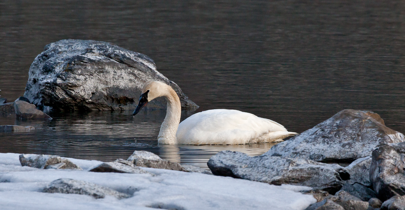Winter Swan