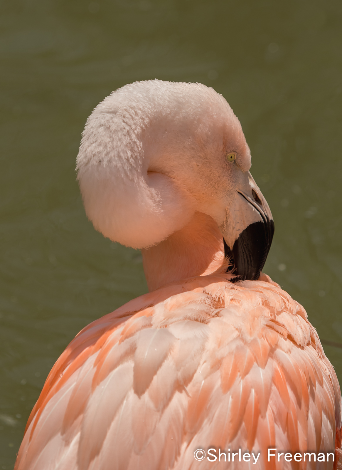 Flamingo