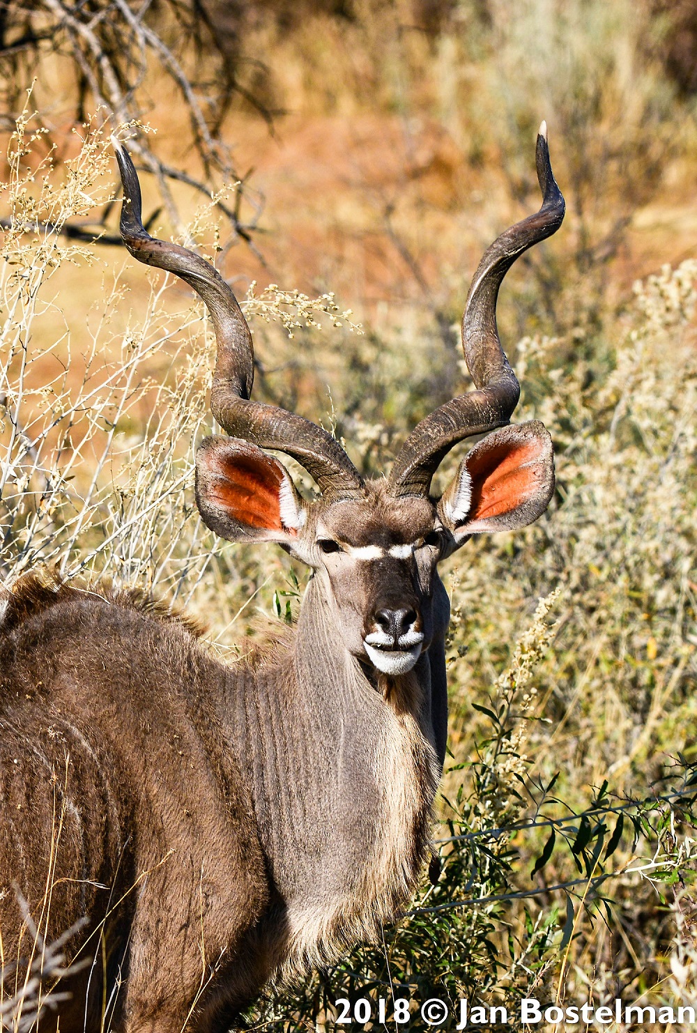 Namibian Kudu