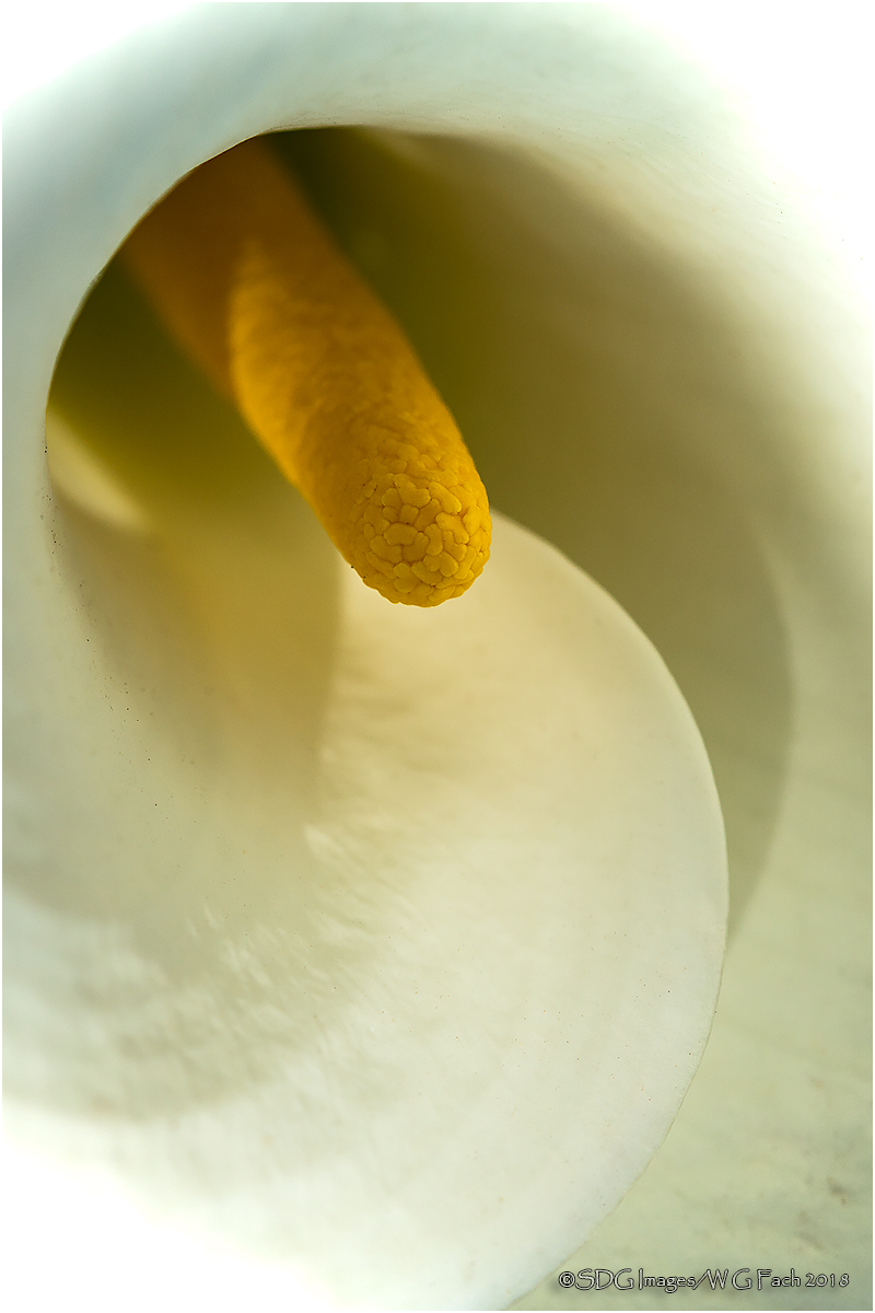 Calla Comma