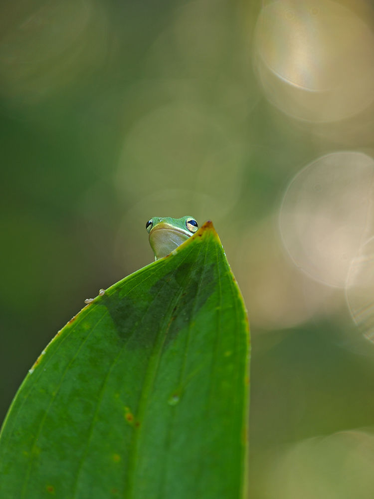Tree Frog and Bokeh