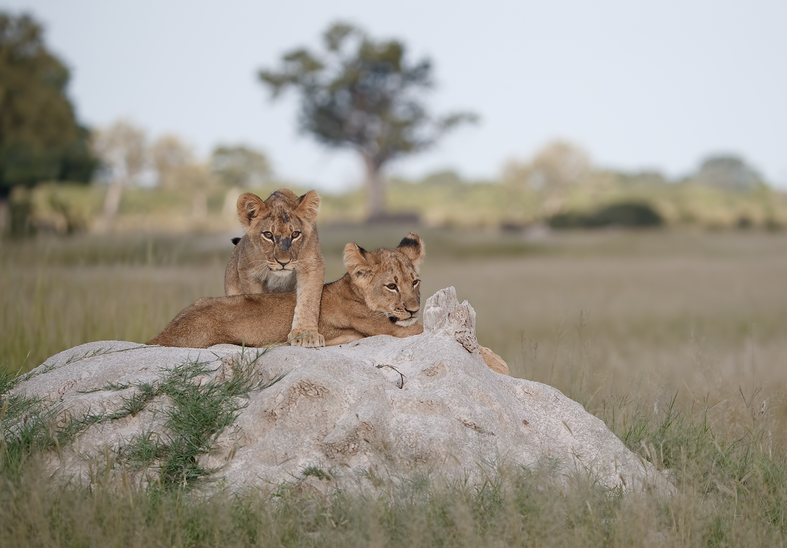 Cecil's Grandkids