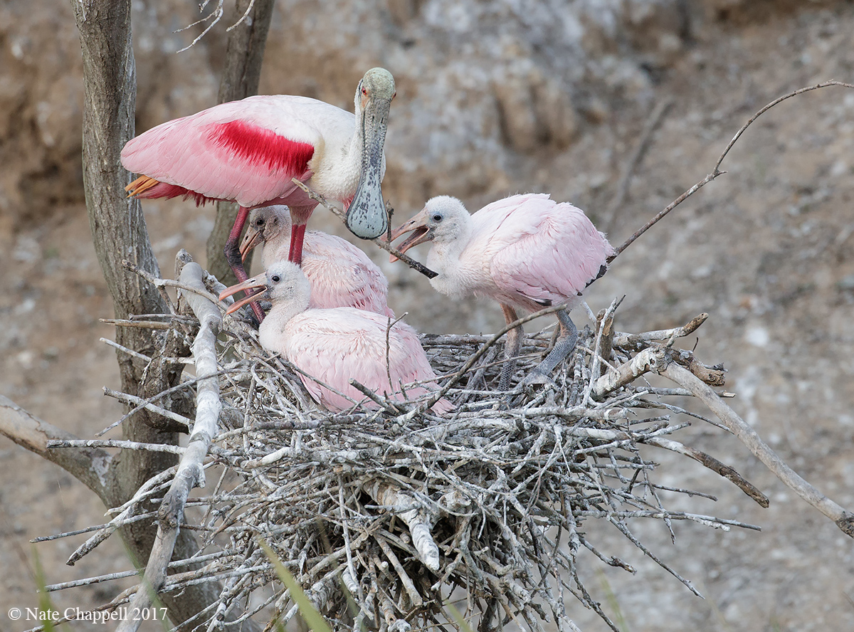 Spoonbill Nest 