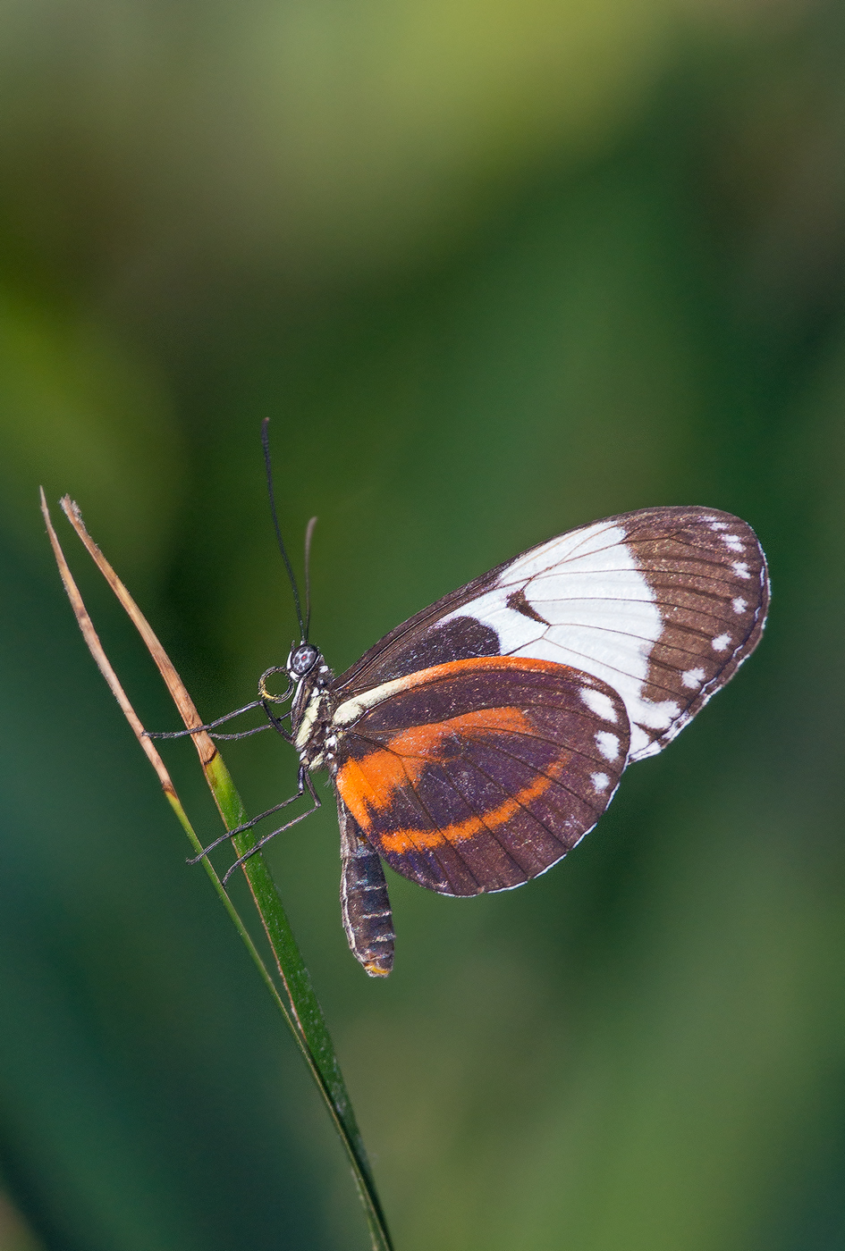 Cydno Longwing