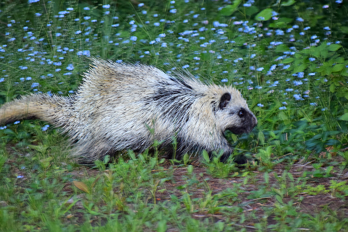 Unusual Porcupine