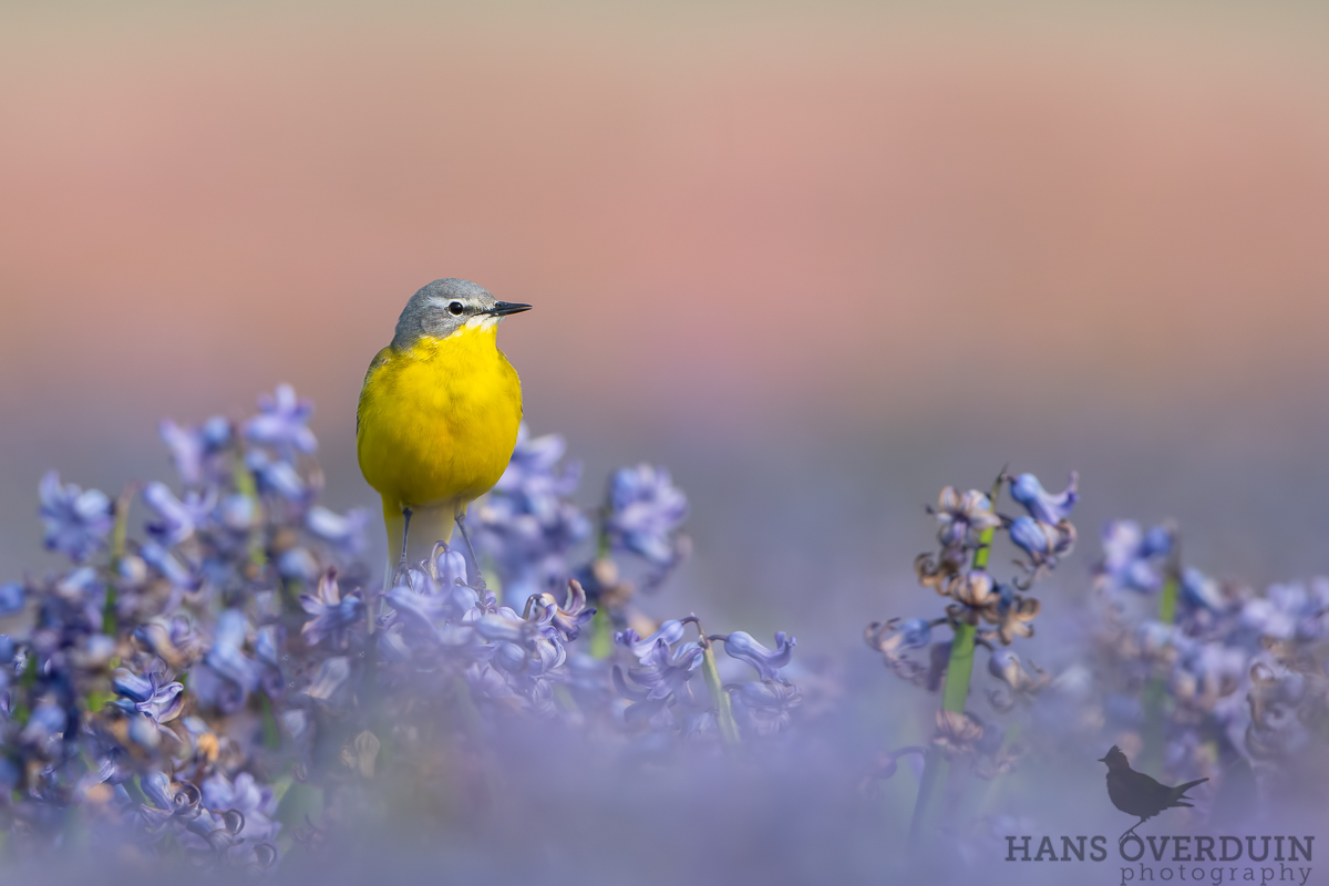 Yellow Wagtail