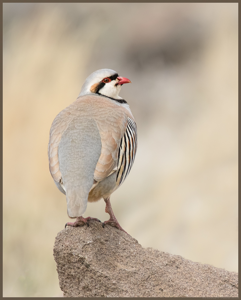 Chukar
