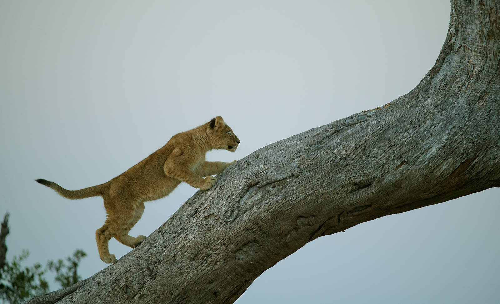 Tree climbing cub