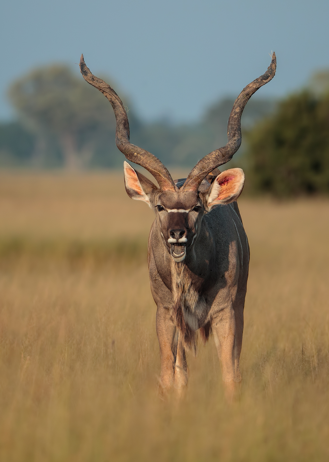 Happy Kudu