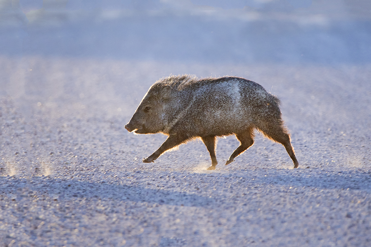 Back Lite Javelina