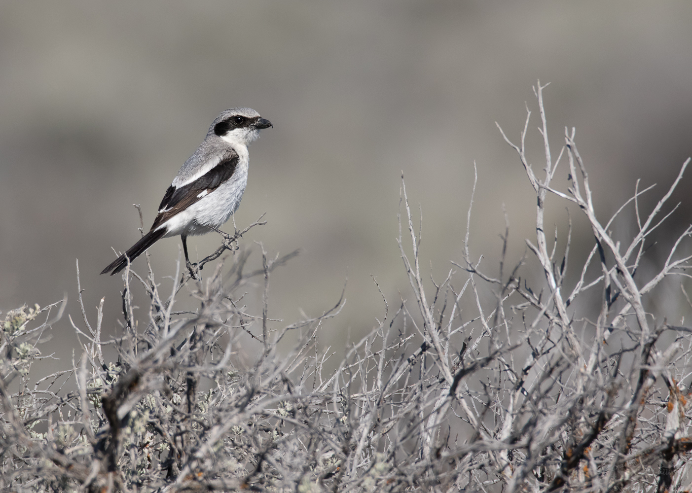 Loggerhead Shrike