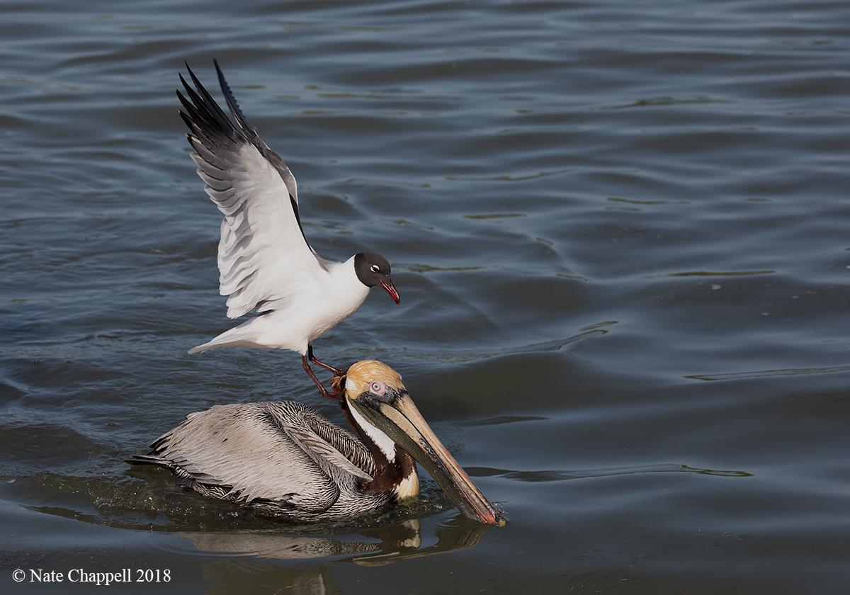 Riding a Pelican 