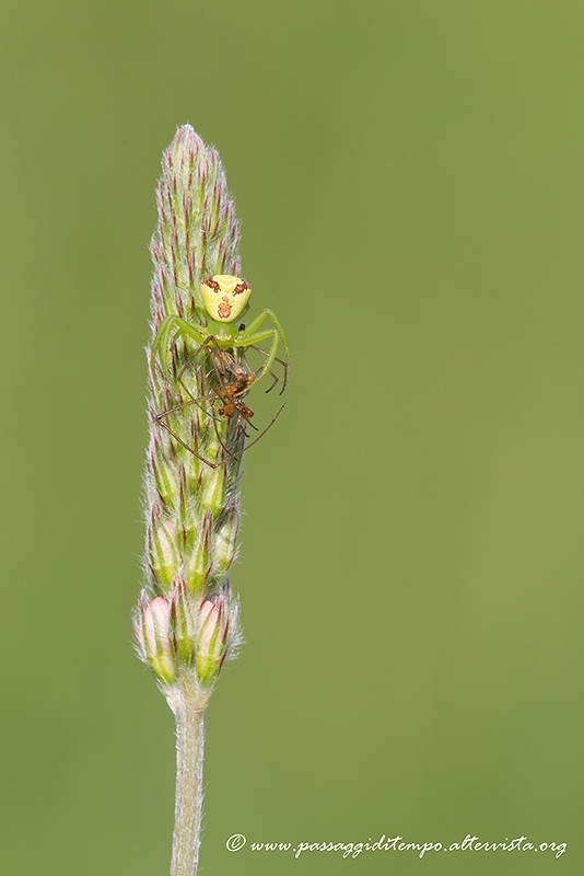 Alien spider