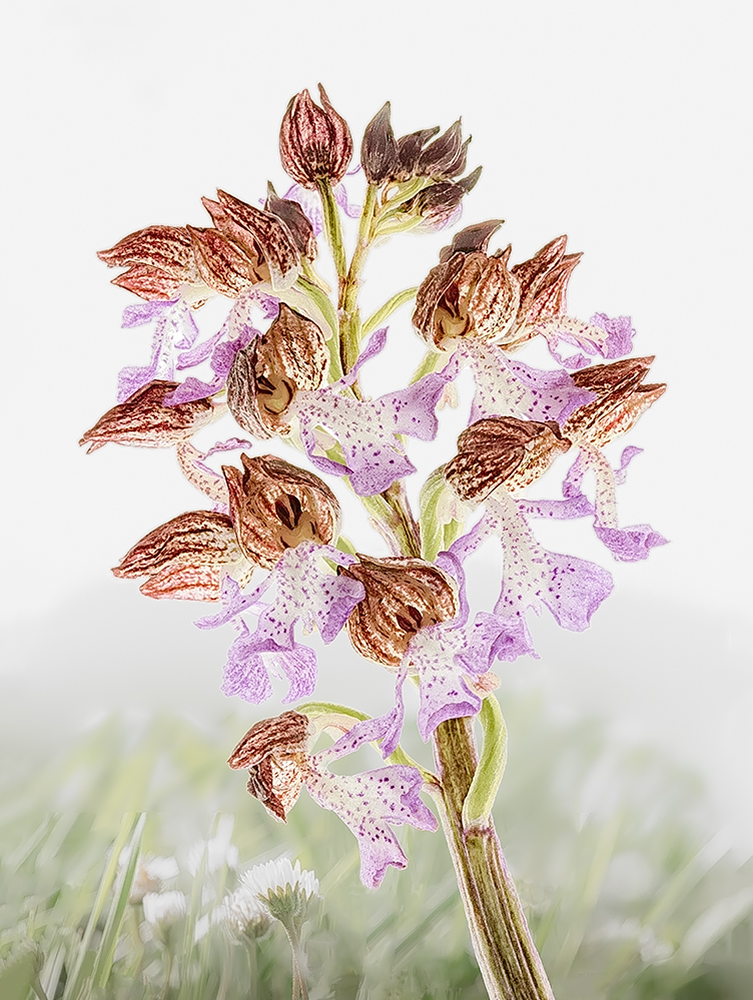 A red Orchid