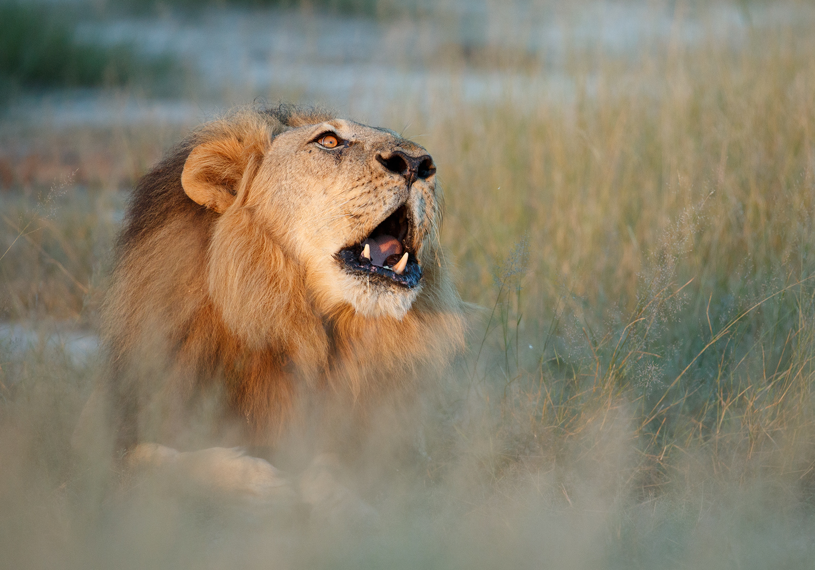 Bhubesi Wakes