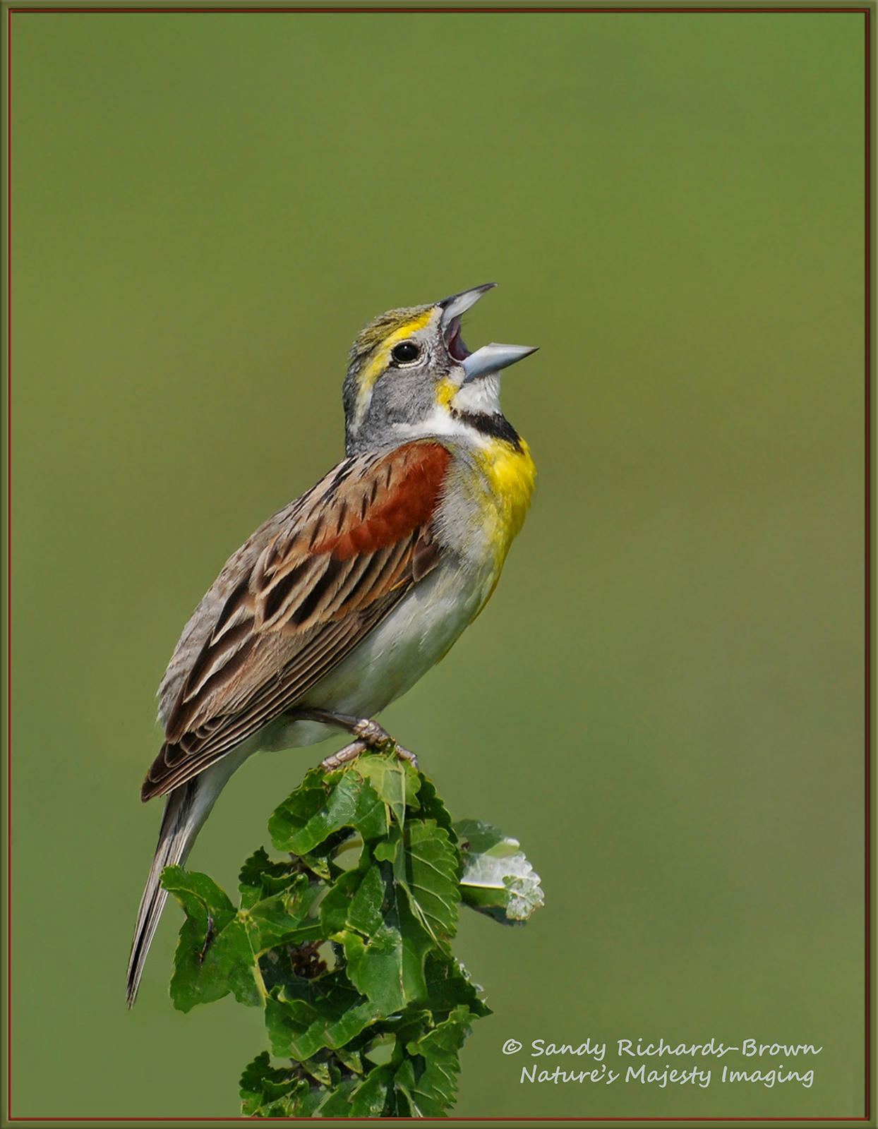 Dickcissel 