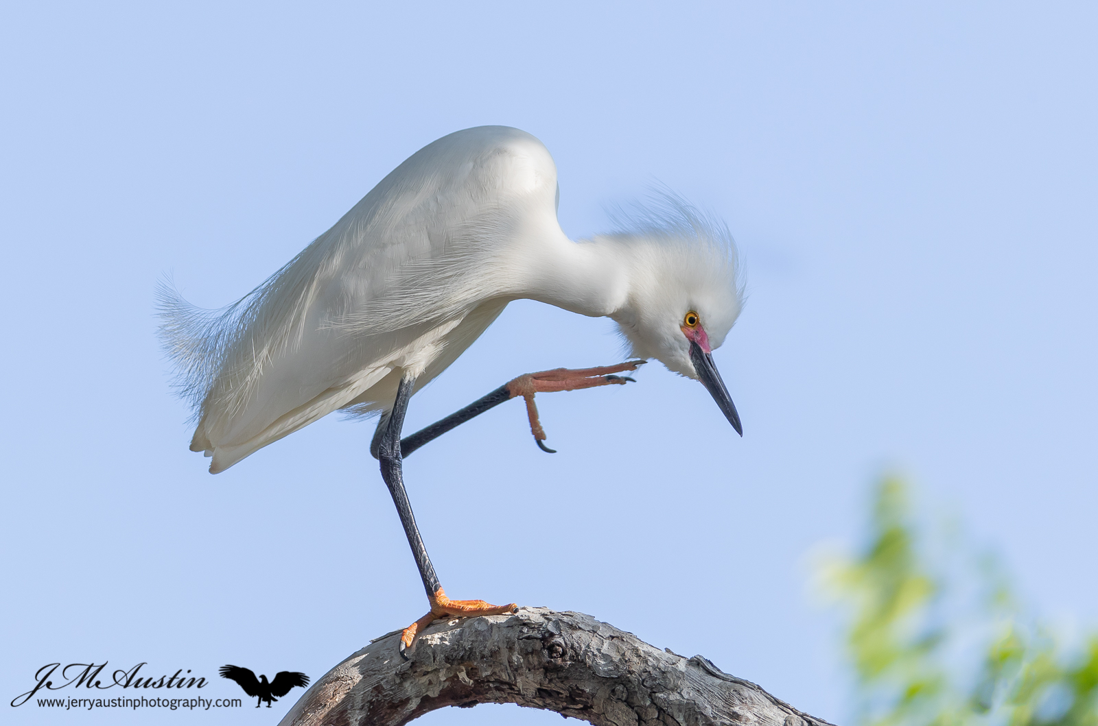 Scratching Egret