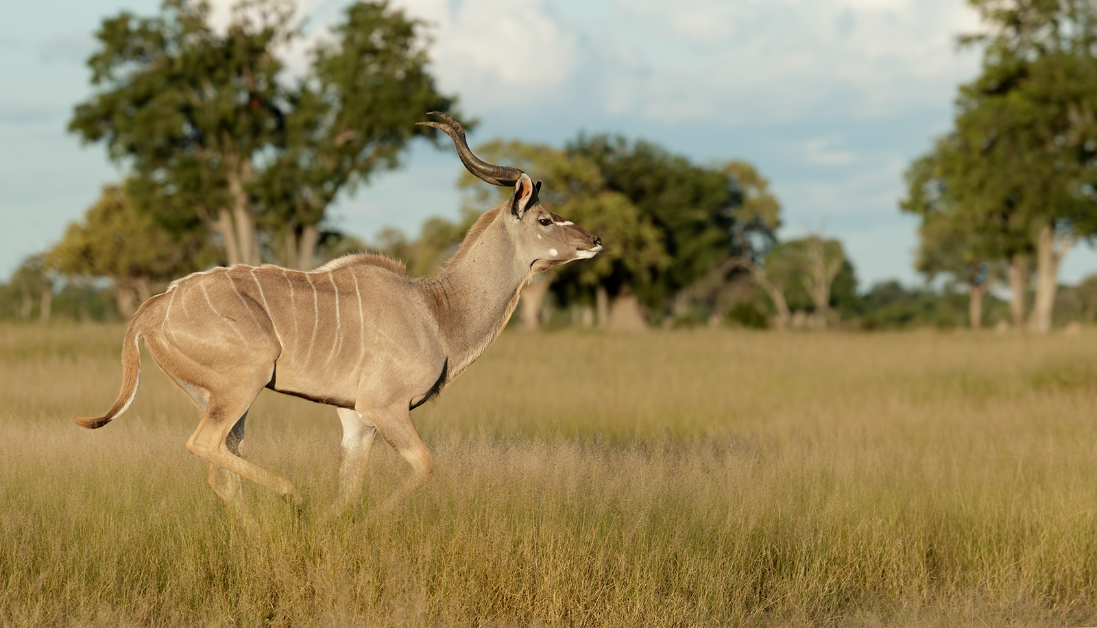 Young Kudu Bounds
