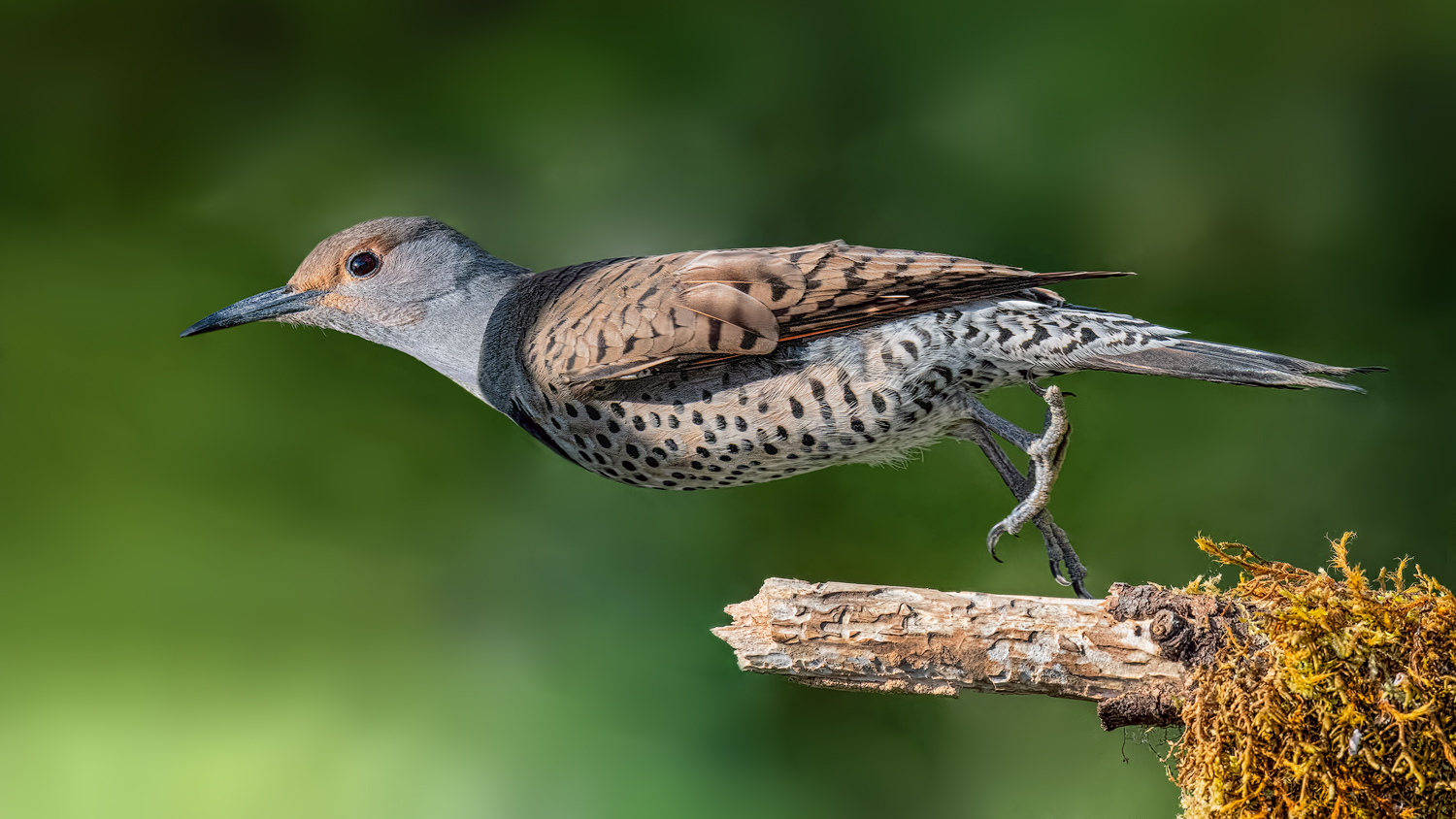 Northern Flicker liftoff