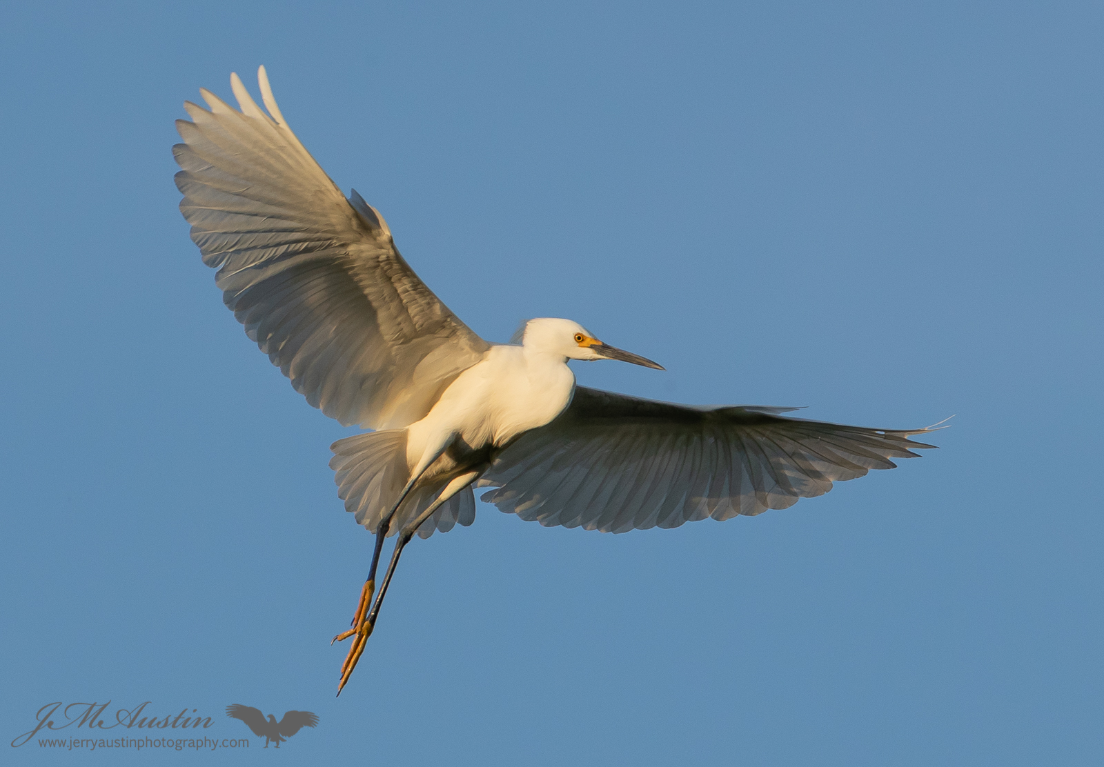 Outstretched Wings