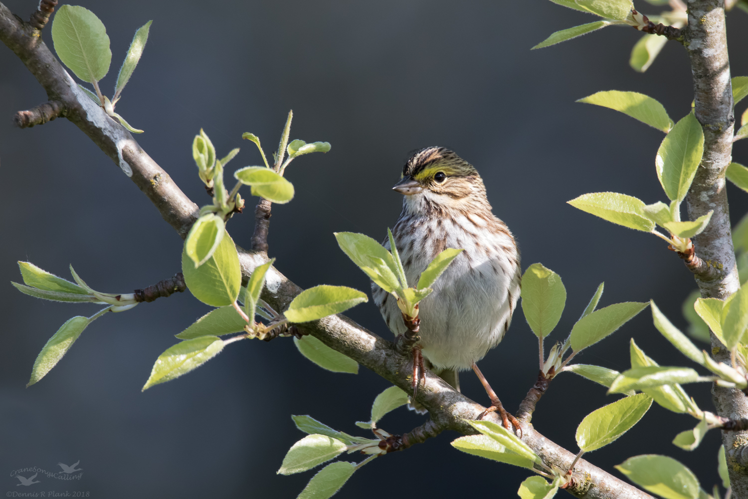 Savannah Sparrows