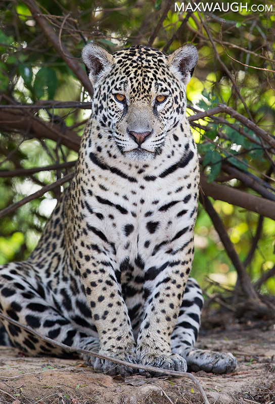 Orange-Eyed Jaguar