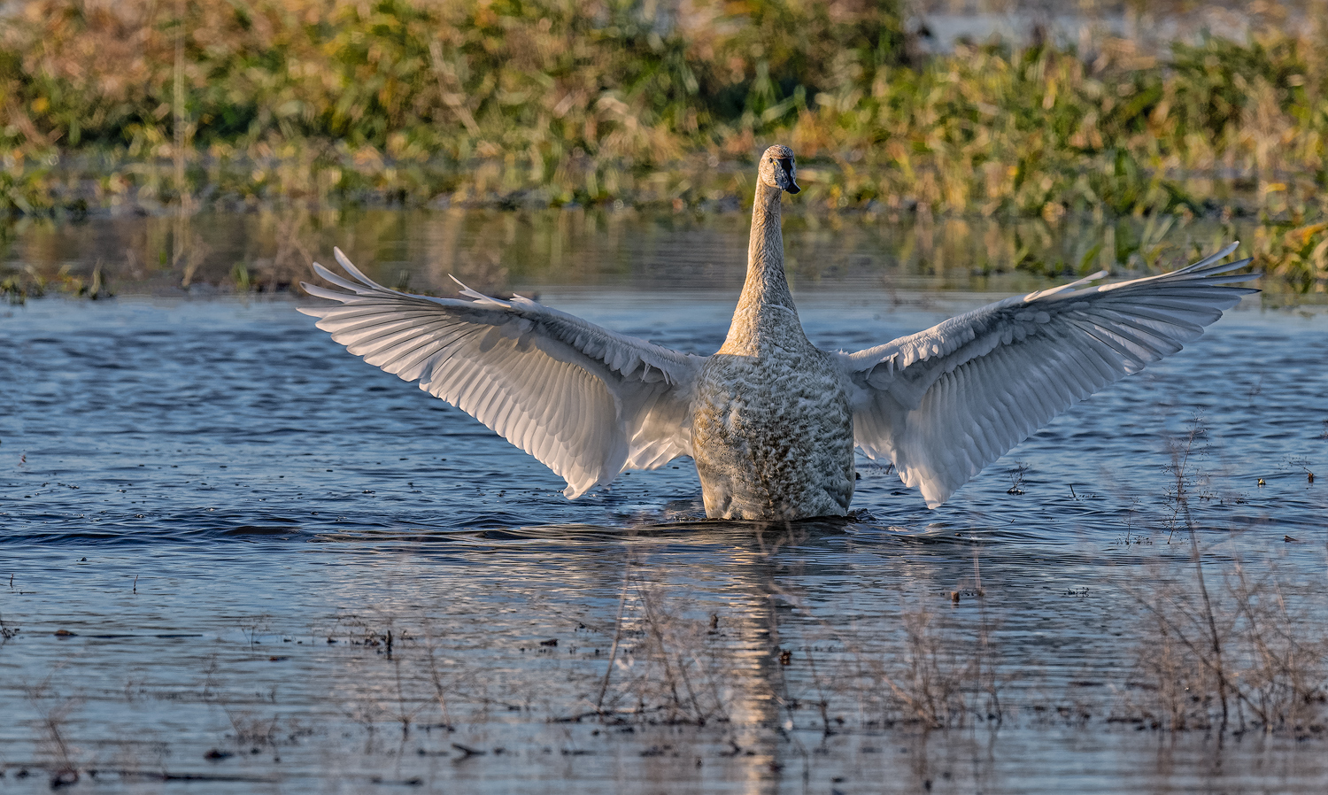 Swan Lake