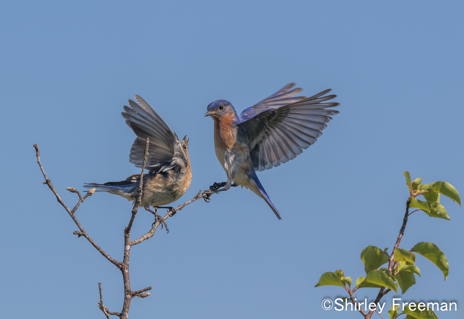 Bluebirds Interacting-Resubmit