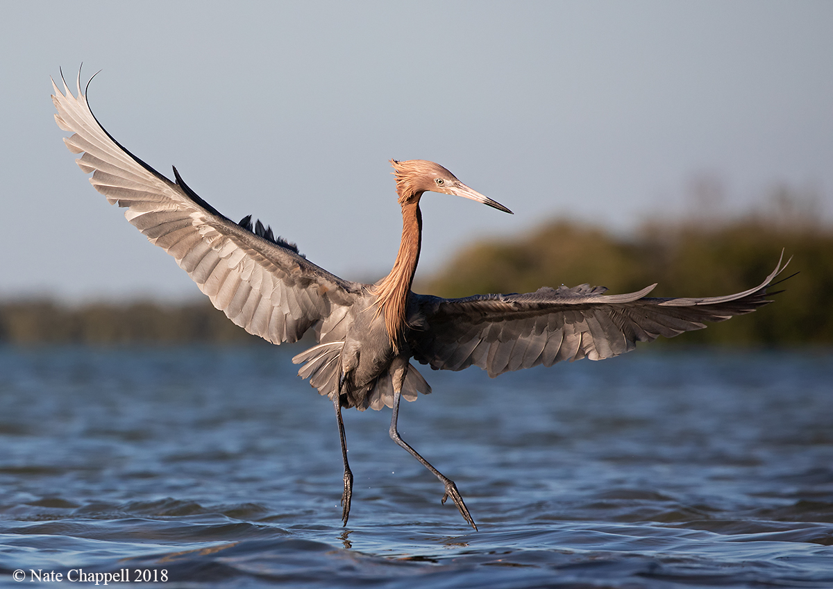 Reddish Egret 