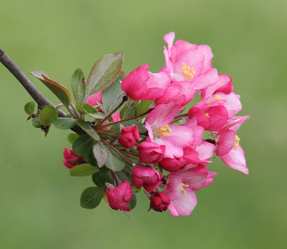 Crabapple Tree Flowers