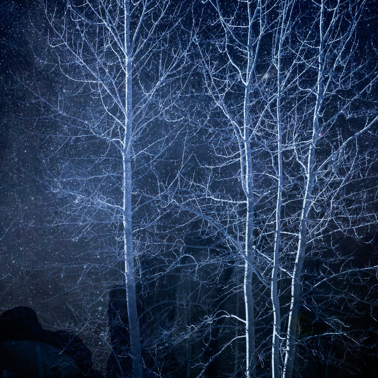 Winter Night