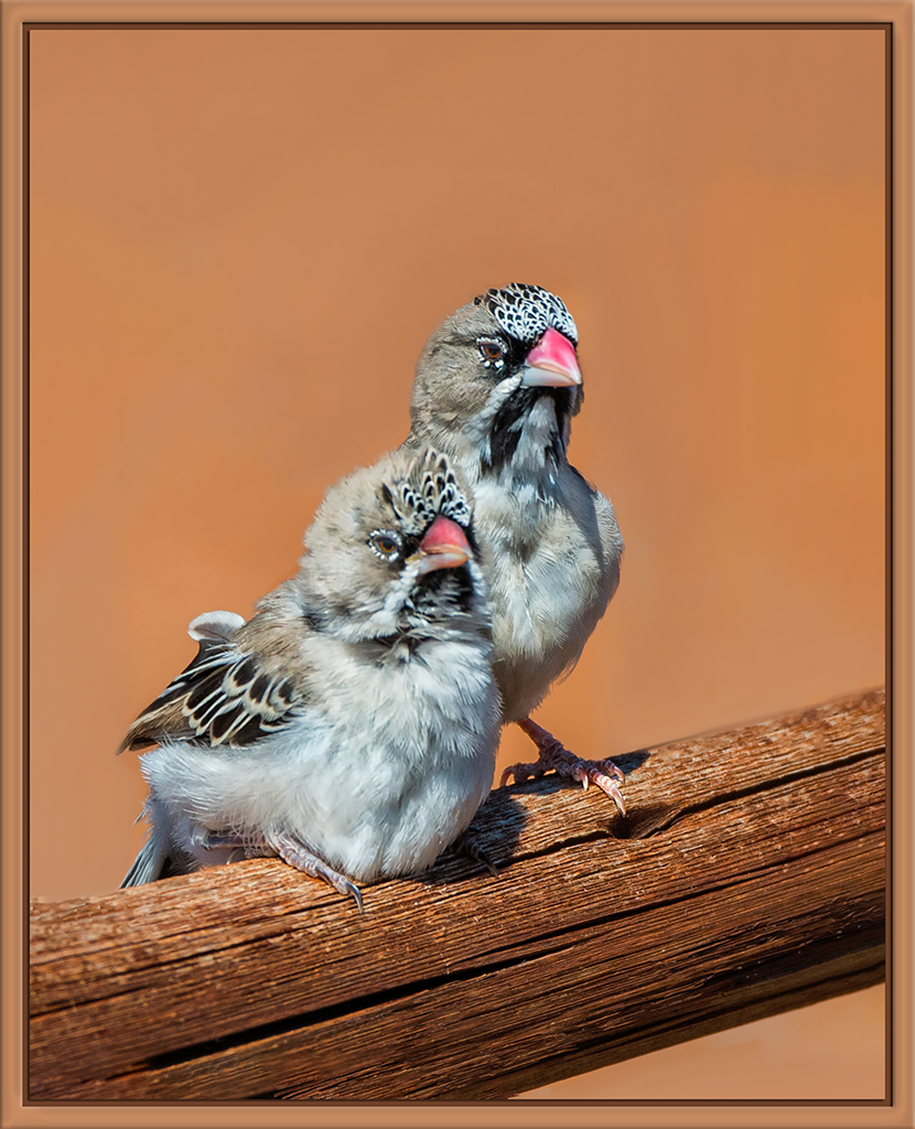 Scaly-Feathered Weaver  