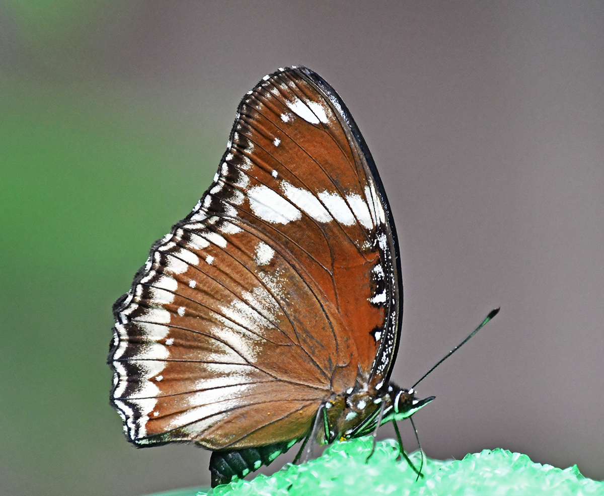 Brown Butterfly