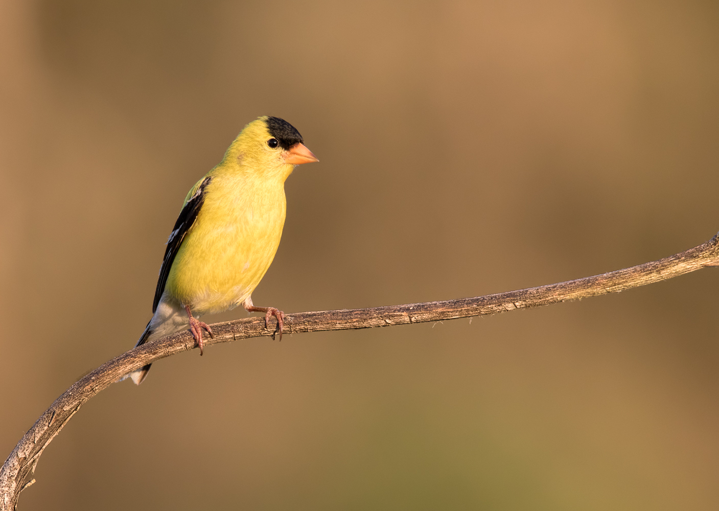 Obligatory Goldfinch