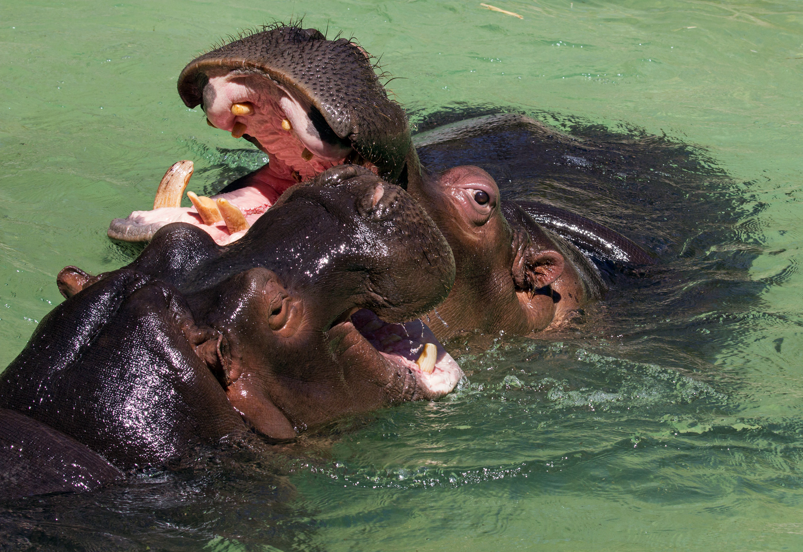 Waterhorse Play