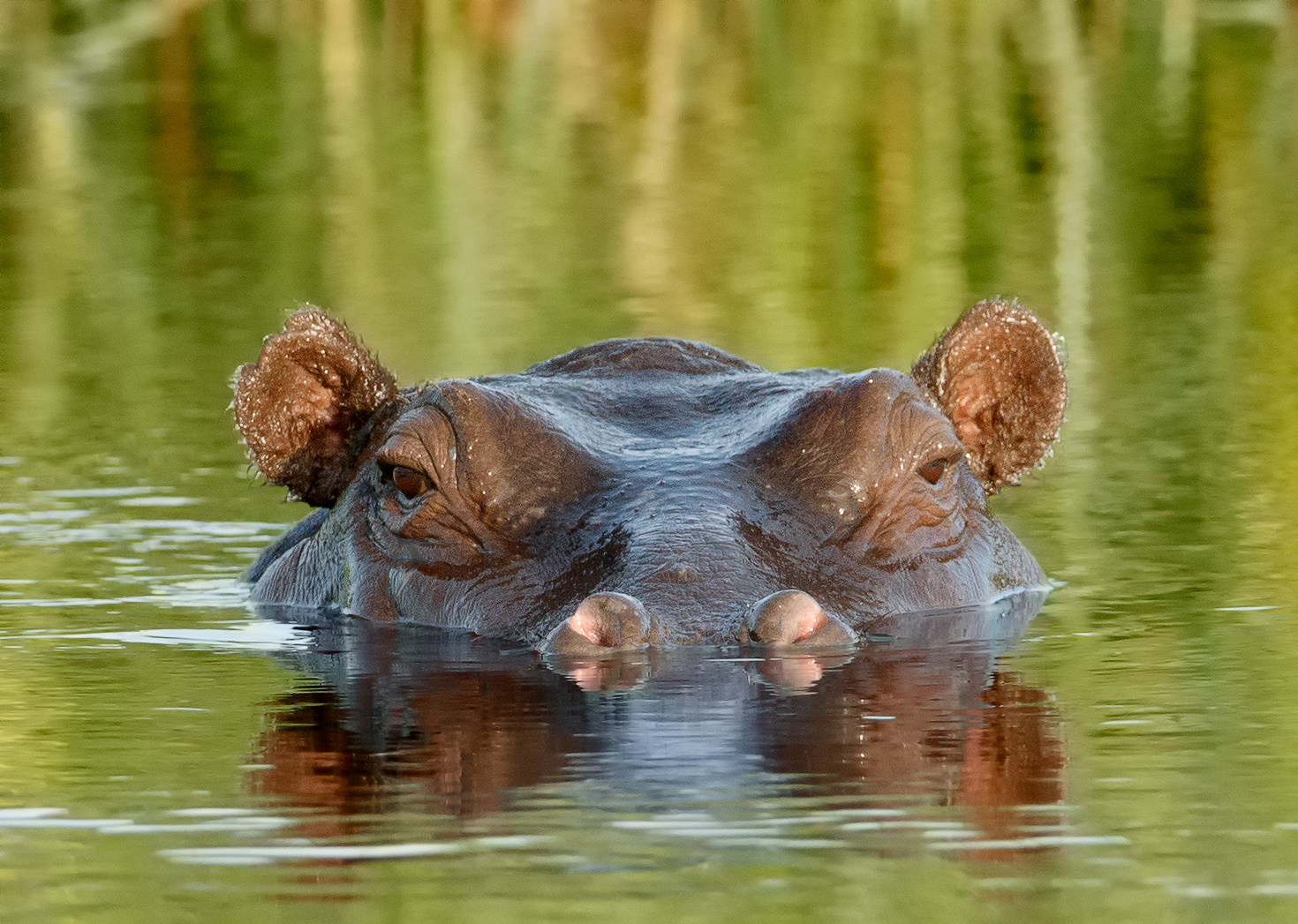 Hippo