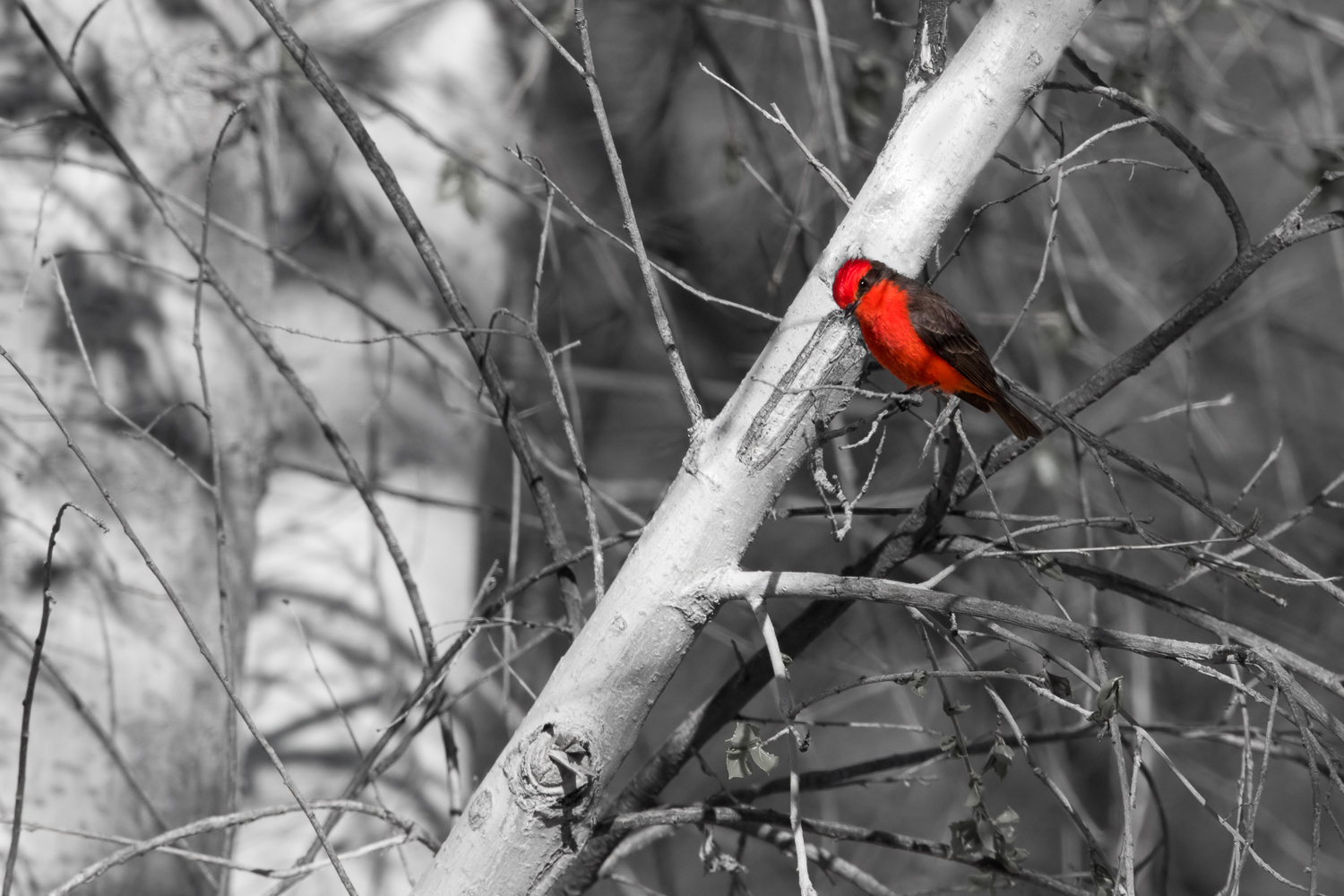 Vermilion Flycatcher
